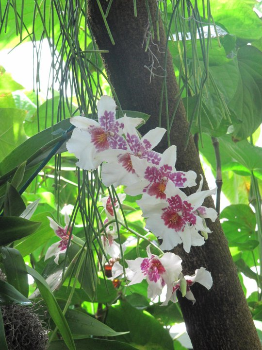 White and pink flowers