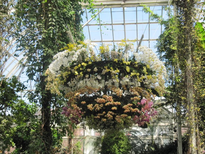 Blooming chandeliers