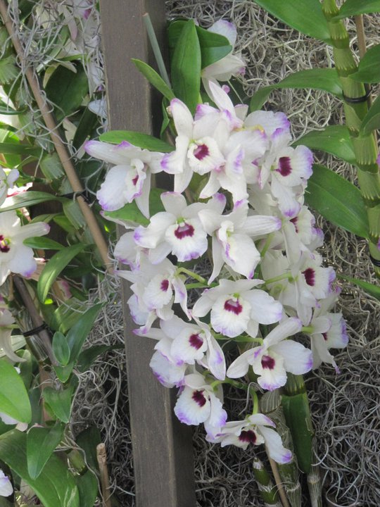 White blooms