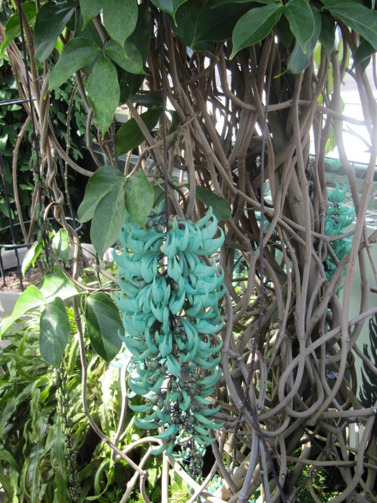 Hanging variety