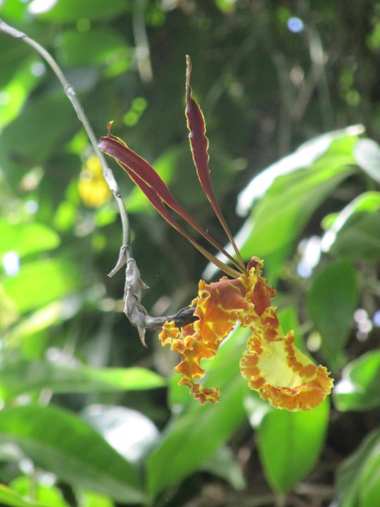 Yellow and orange blossoms