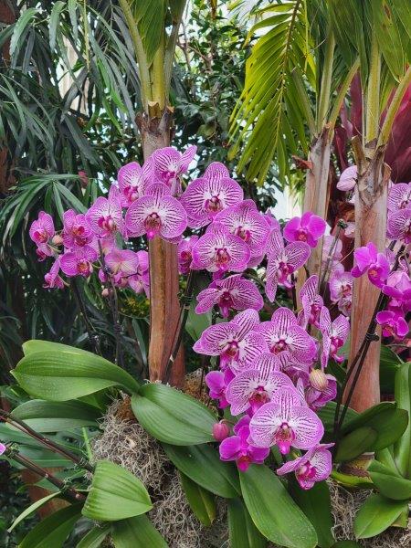 Pink blooms