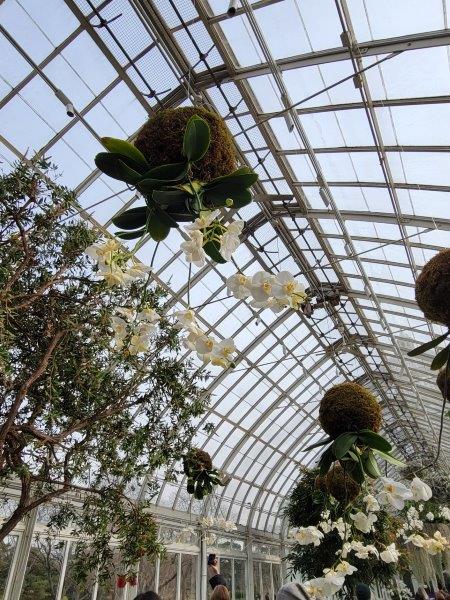 White hanging orchids