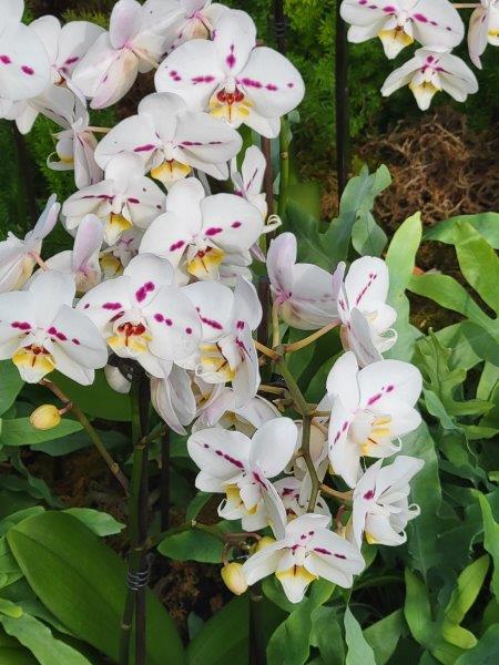 White flowers