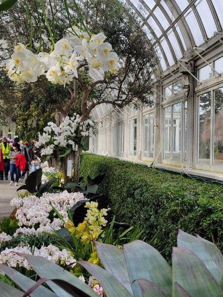 Rows of white blooms