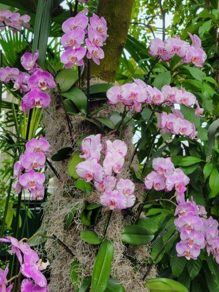 Pink blooms