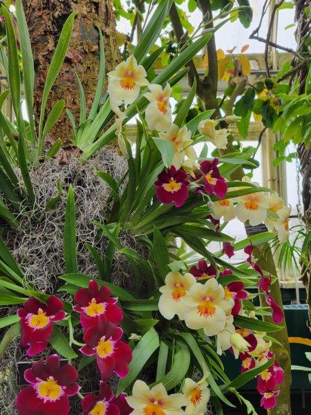 Yellow and red flowers