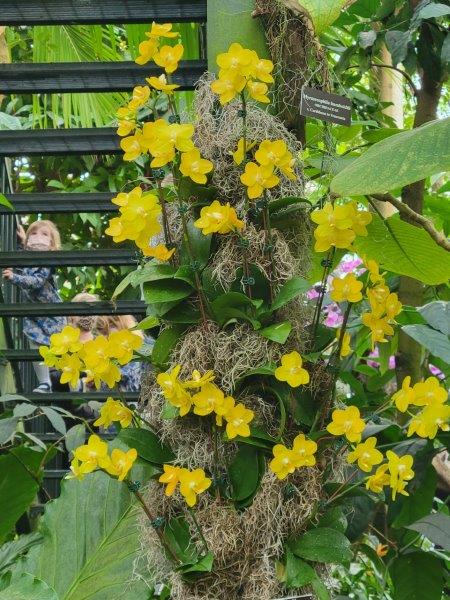 Yellow blooms