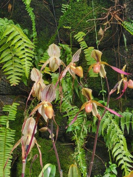 Beautiful blooms