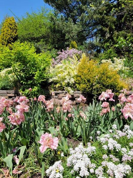 White and pink flowers