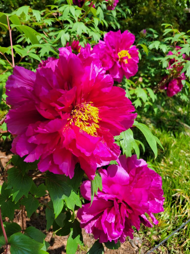 Bright Pink flowers