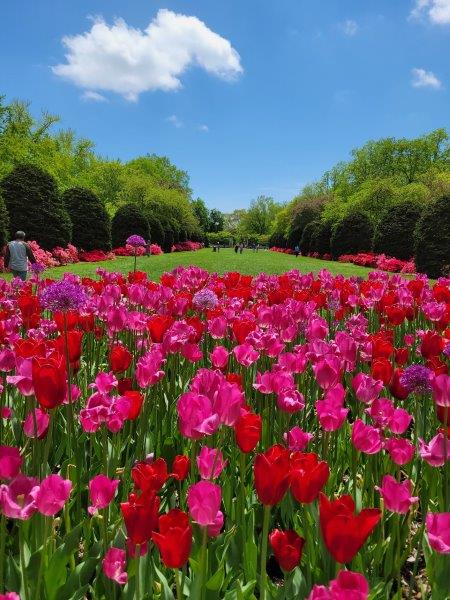 Pink and red Tulips 