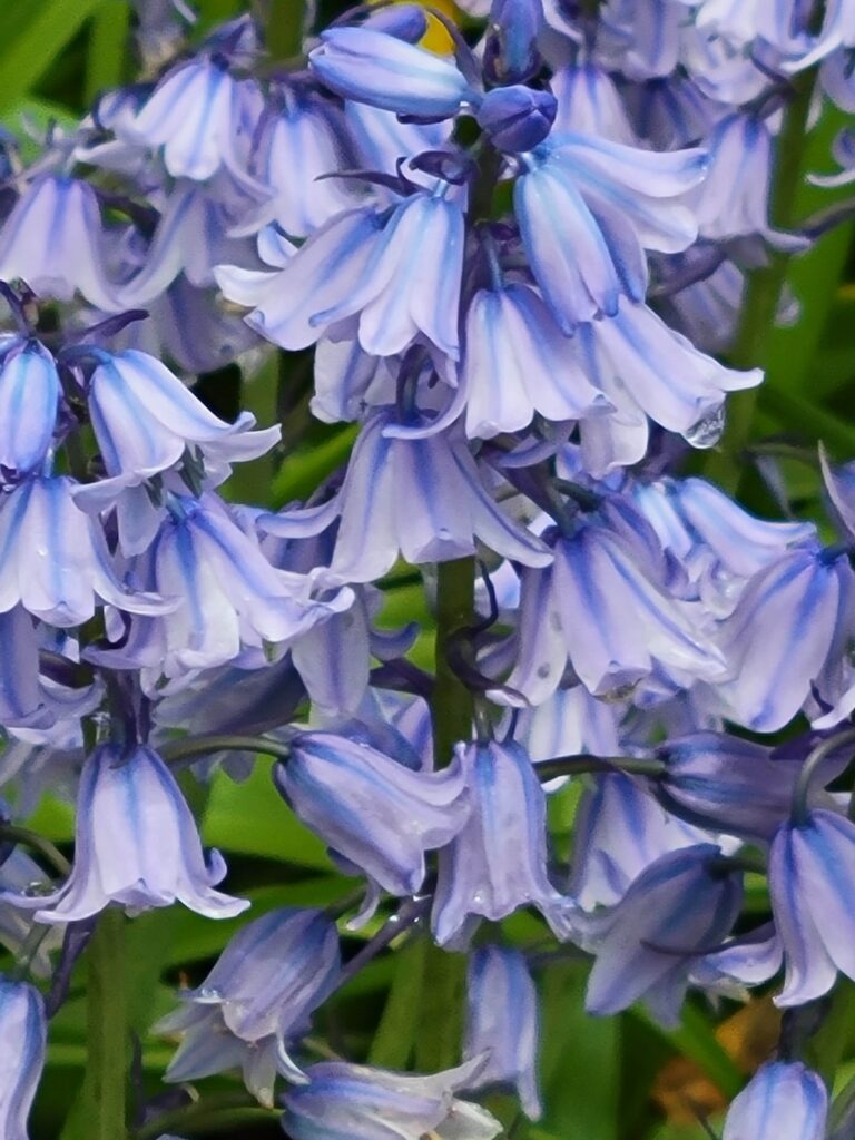 Bluebells up close