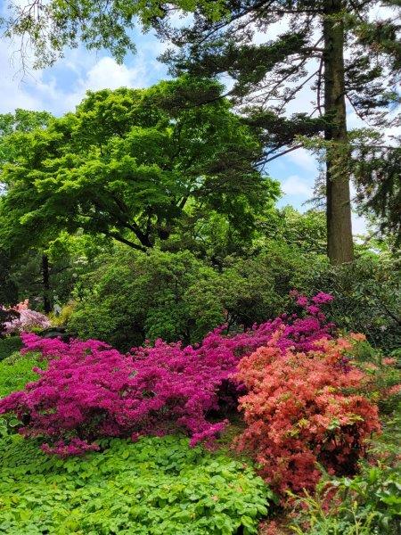 Flowering Bouganvillas in orange and pink