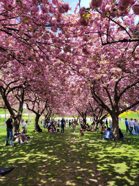 Cherry Blossoms at the Brooklyn Botanic Garden in the spring