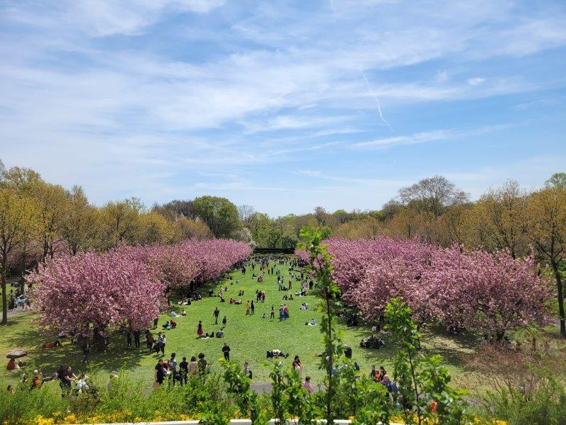 Cherry Esplanade with two corridors of cherry blossom trees with a wide expanse of green grass in between