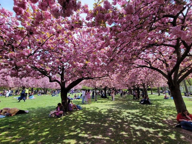 Cherry Blossoms at the Brooklyn Botanical Garden