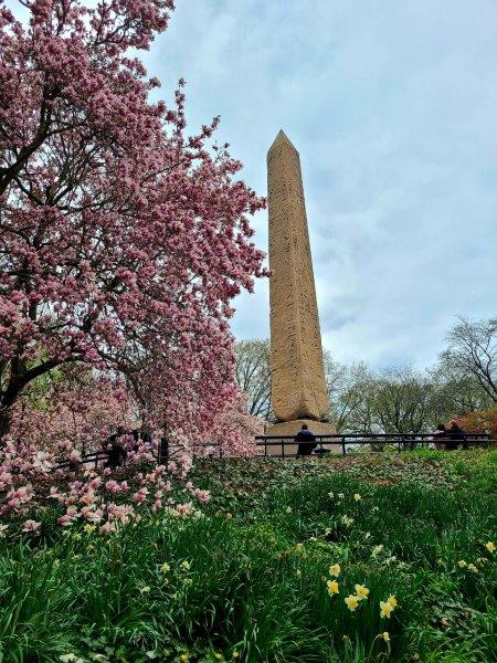 Central Park Obelisk in the spring with cherry blosson trees in the foreground