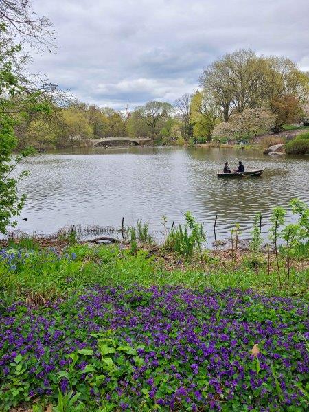 Bow Bridge as a backdrop to boaters on Central Park Lake in the spring