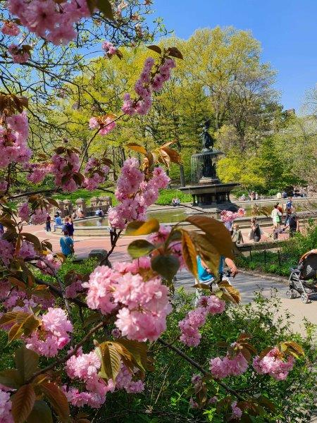 Bethesda Fountain through cherry blossoms