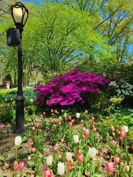 Beatiful pink and white tulips and flowering bushes 