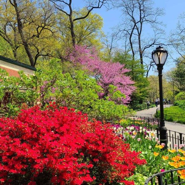 Vibrant red and pink bushes in Central Park in the spring