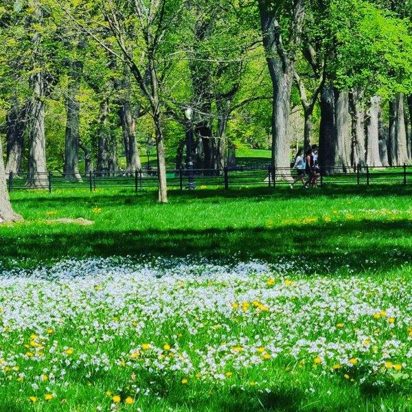 Lush green lawns in Central Park in the summer