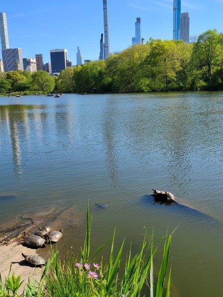 Turtles sunning themselves on rocks in the water with the New York skyline in the distance