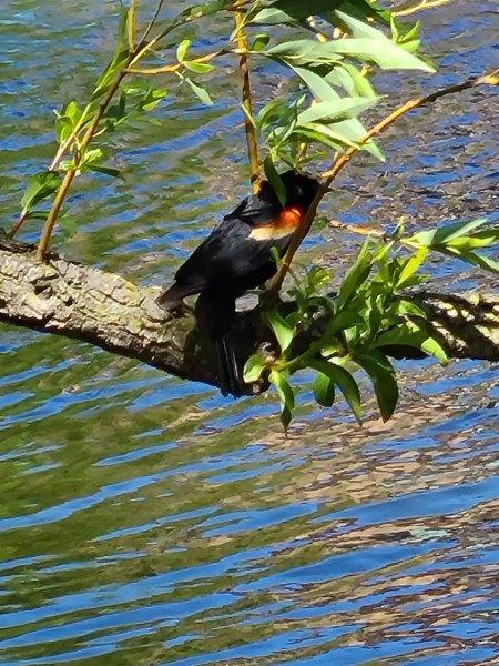 Birds in Central Park