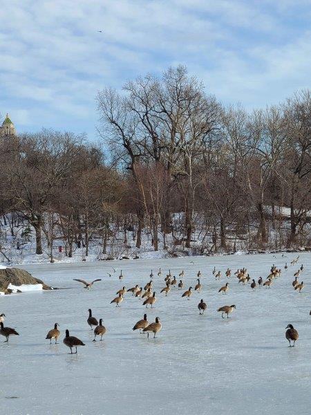 Ducks on a frozen Central Park lake