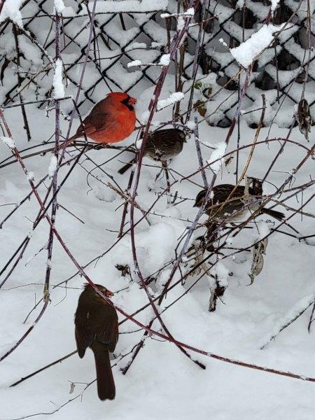 Red Robins after a snowfall outside Hallett Sanctuary 