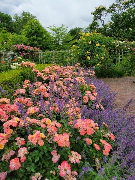 Rose Garden at the Brooklyn Botanic Garden in full bloom