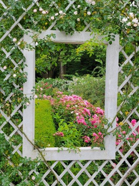 Windows in the fences overlooking the blooms