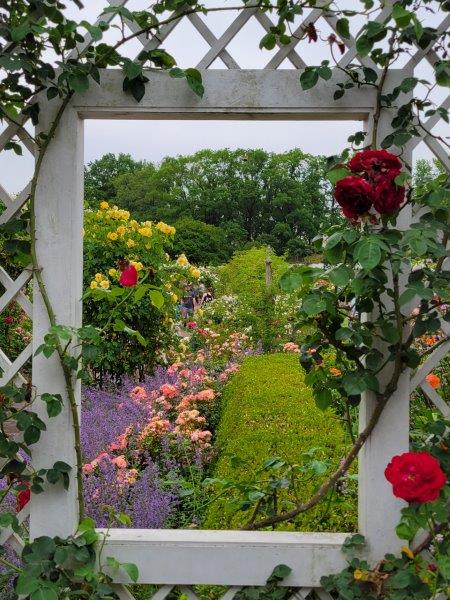 Rose covered trellises with open spaces to view the roses