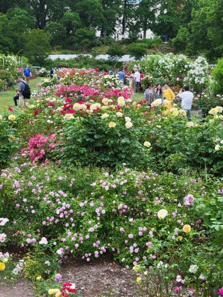 Visitors in the Cranford Rose Garden in June