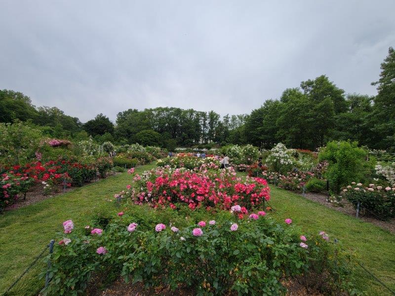 Birdseye view of the rose garden