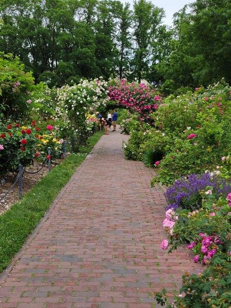 Arches covered with blooming roses