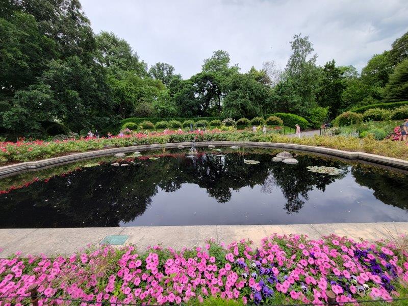 Roses around a body of water