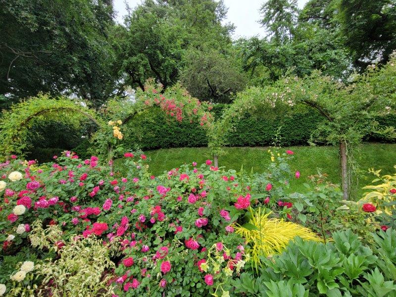 Pink roses surrounded by greenery