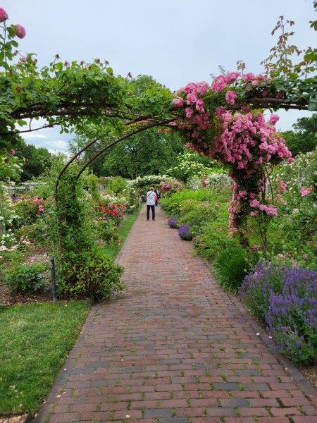 Pathways in the Cranford Rose Garden 