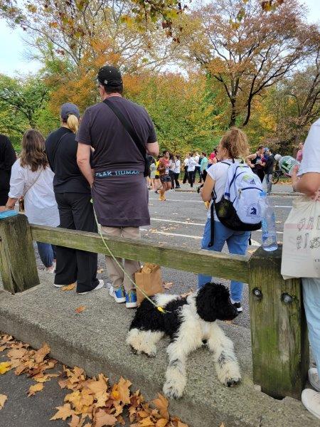 Dogs at marathon in Central Park