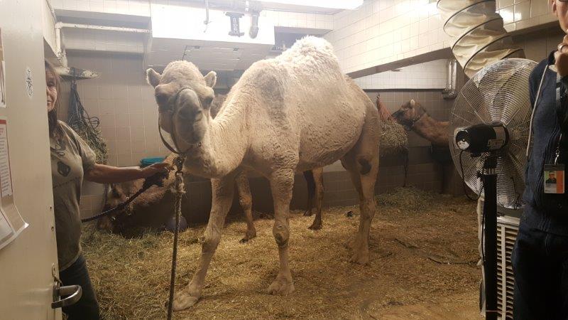 Backstage to meet the camel