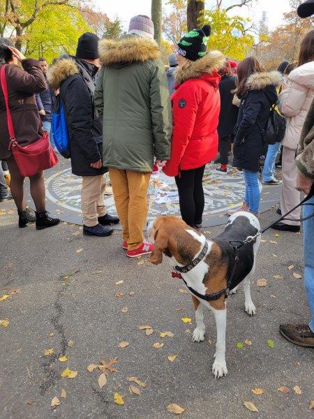 Cure doggie at the event