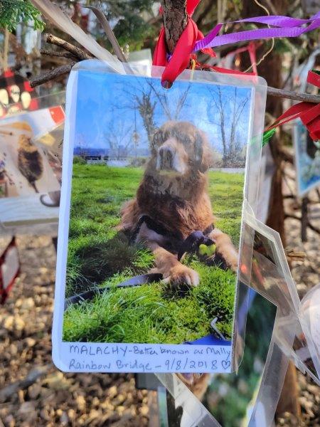 Picture of a dog dating to 2018 on the tree