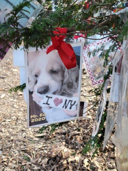 Dog holding a I Love NY sign 