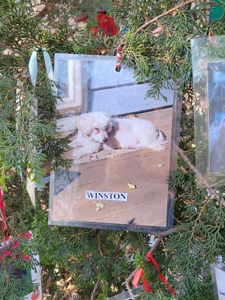 Picture of Winston, a dog, hanging on the tree