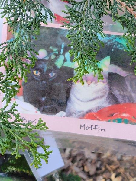 Muffin the cat gracing the branches