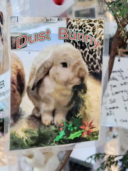 Photo of a Bunny with the caption dust bunny