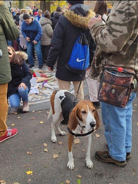 Dog enjoying all the live music and people 