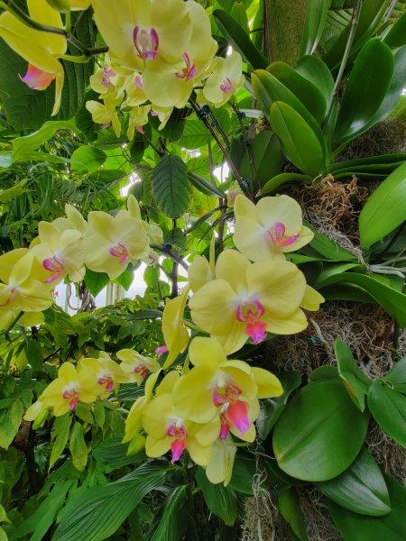 Yellow orchids at the NYBG